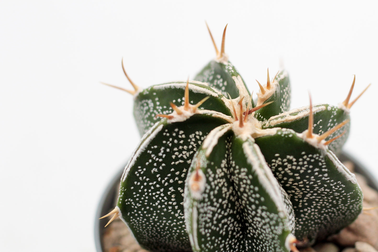 Astrophytum Ornatum white line hybrid