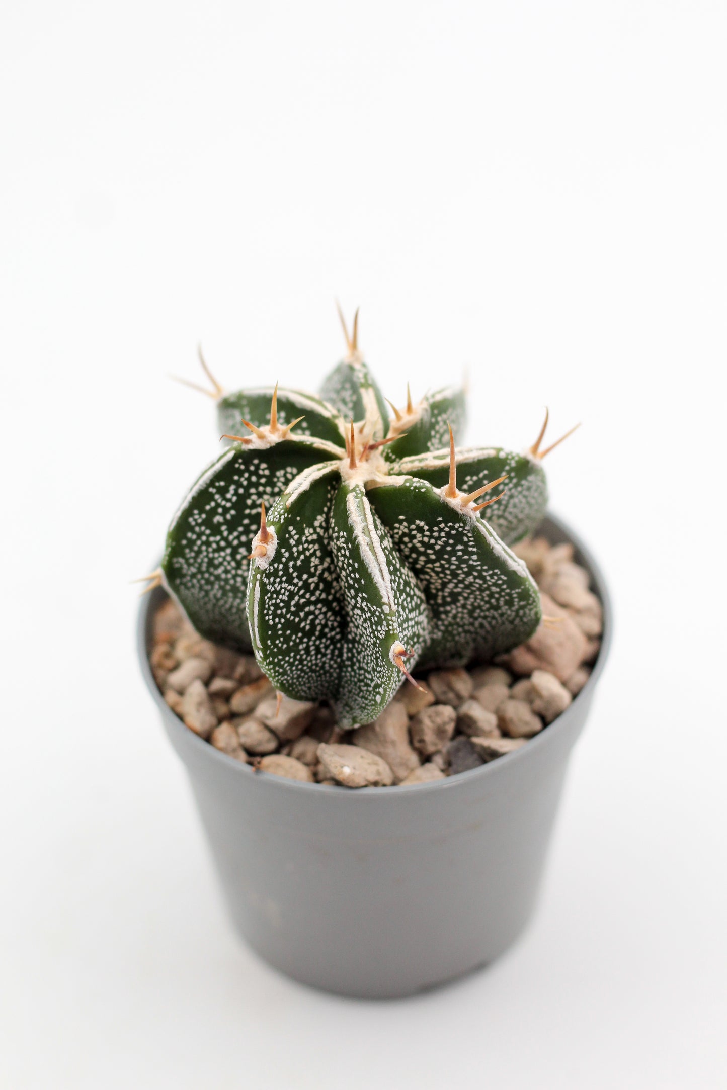 Astrophytum Ornatum white line hybrid