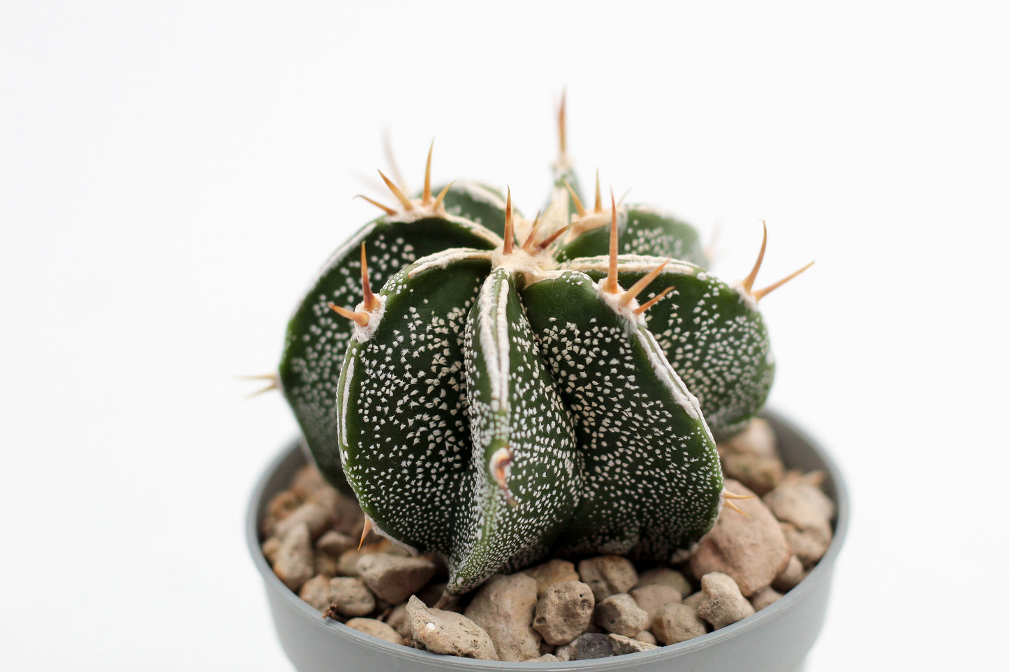 Astrophytum Ornatum white line hybrid