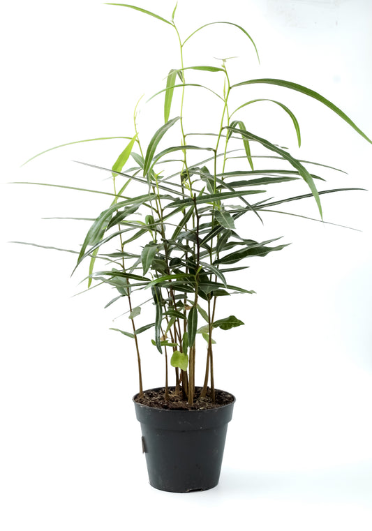 Brachychiton rupestris flessenboom'