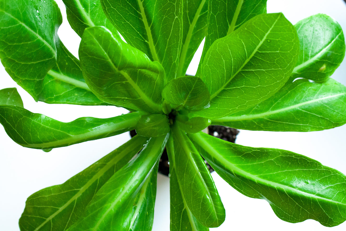 Brighamia Insignes Hawaiian Palm