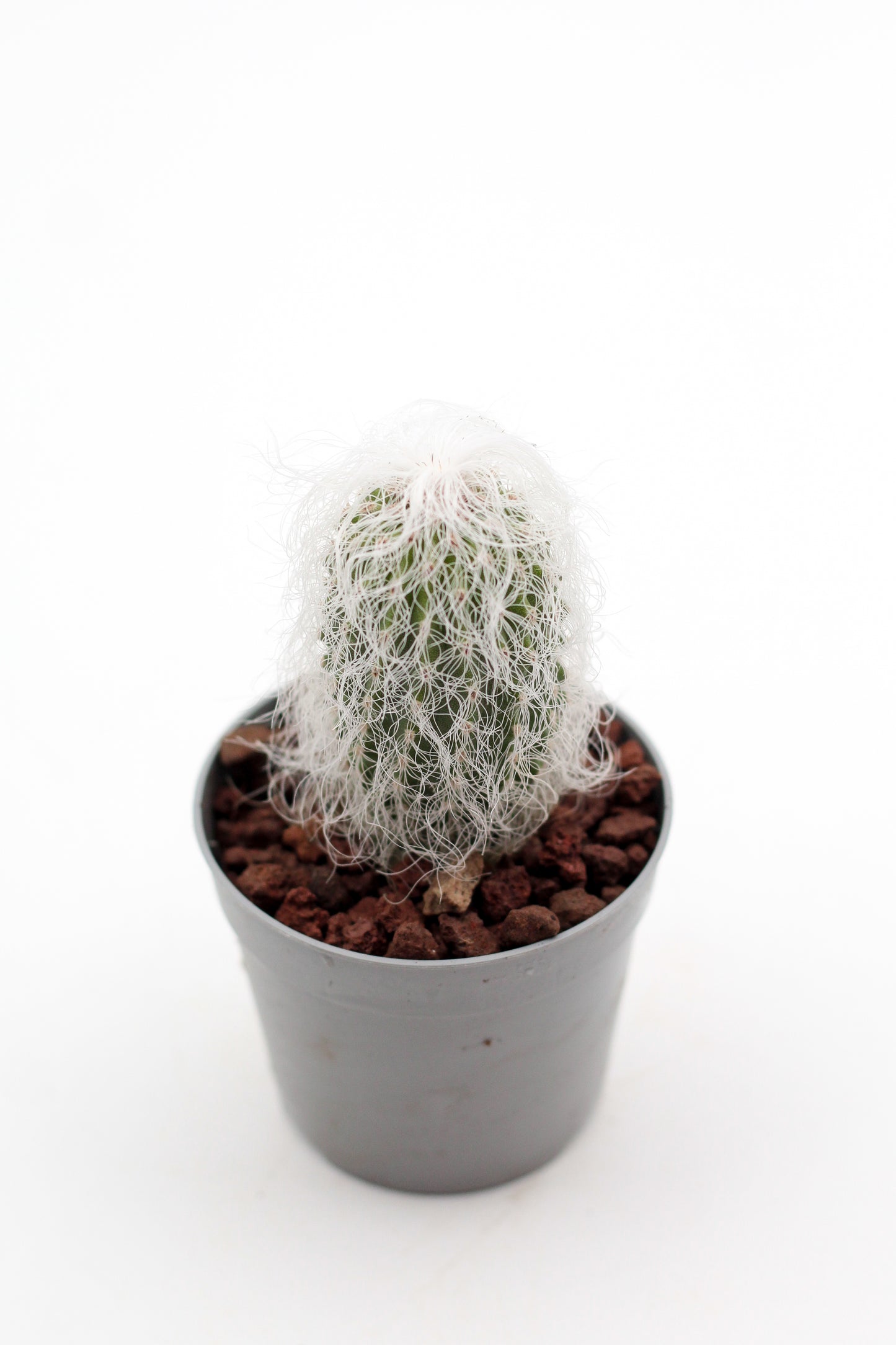 Cephalocereus senilis