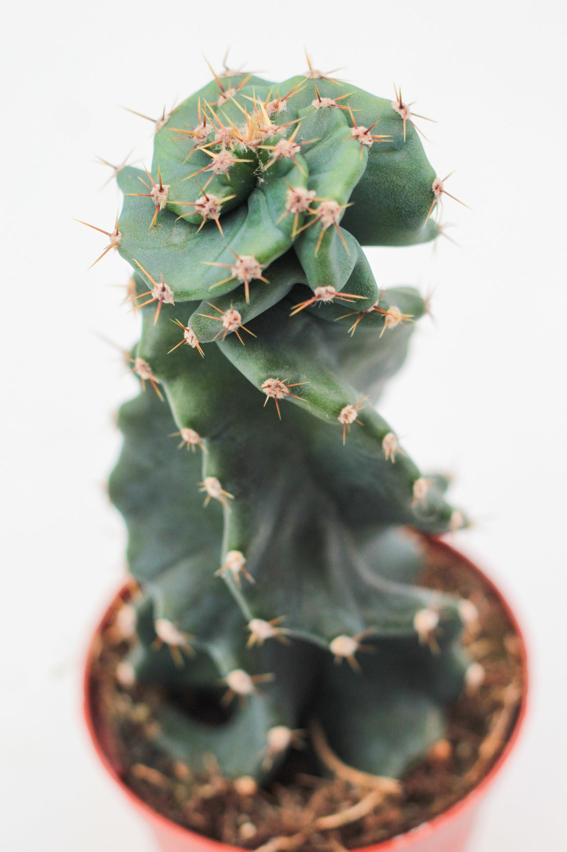 Cereus Jamacaru Spiralis