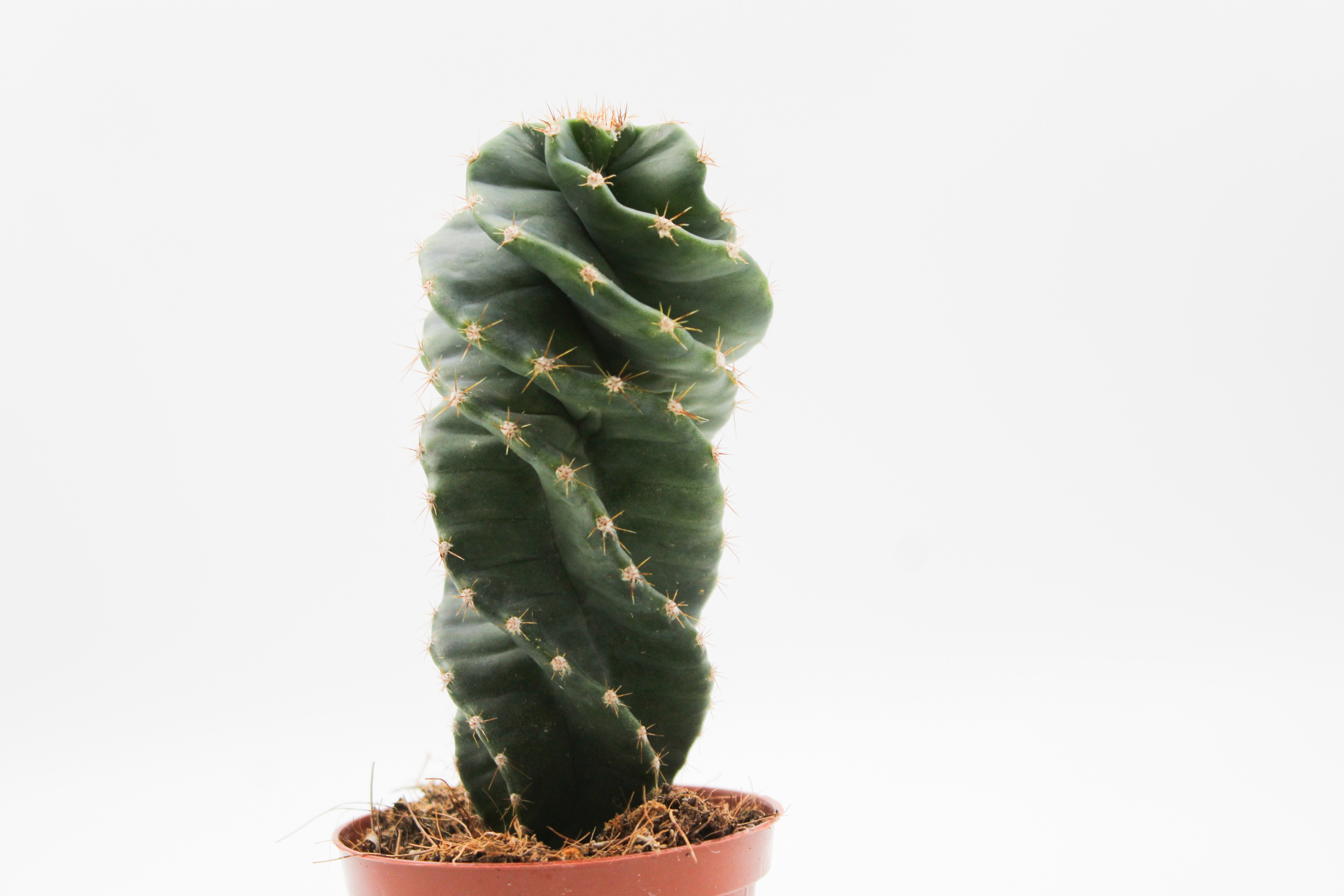 Spiralkaktus Cereus Jamacaru - Besondere Wuchsform Für Zuhause