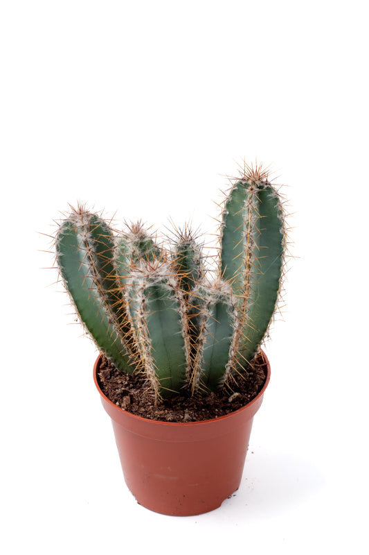 Cereus forbesii