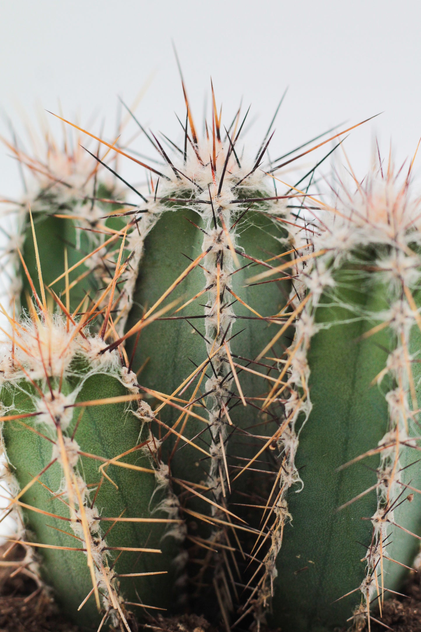 Cereus forbesii