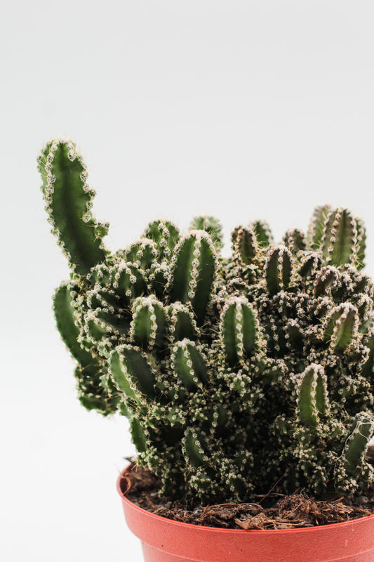 Cereus peruvianus Florida