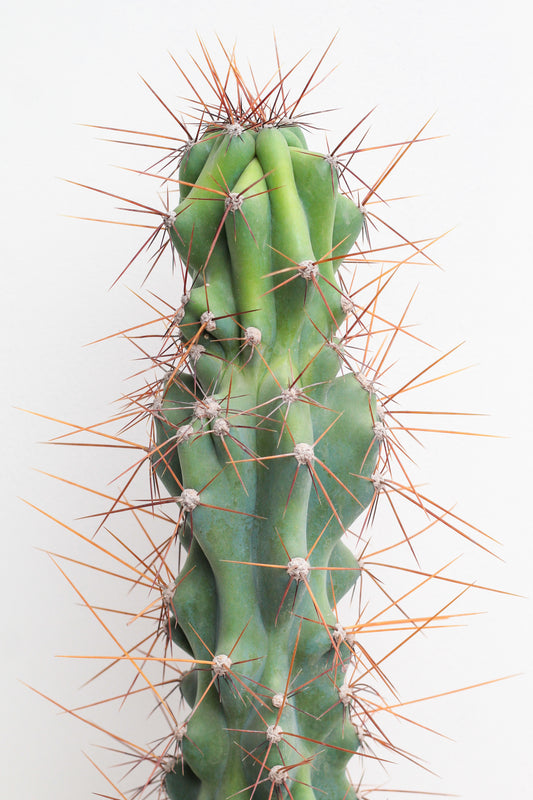 Cereus peruvianus monstrosus huge