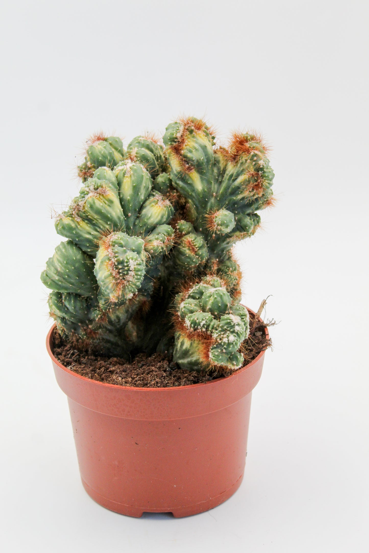 Cereus peruvianus monstrosus variegata