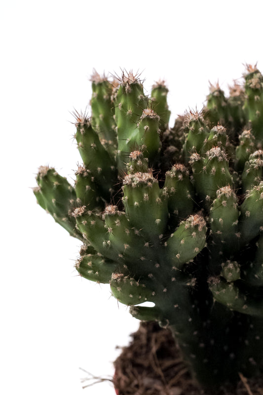 Cereus peruvianus monstuosa var. Coral