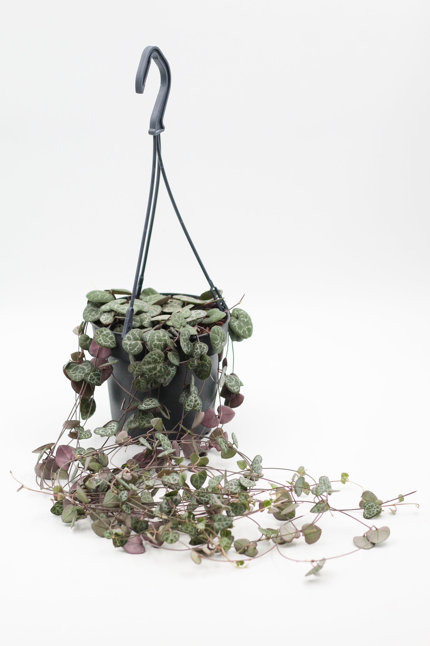 Ceropegia Woodii Chinees lantaarn plantje' in hangpot