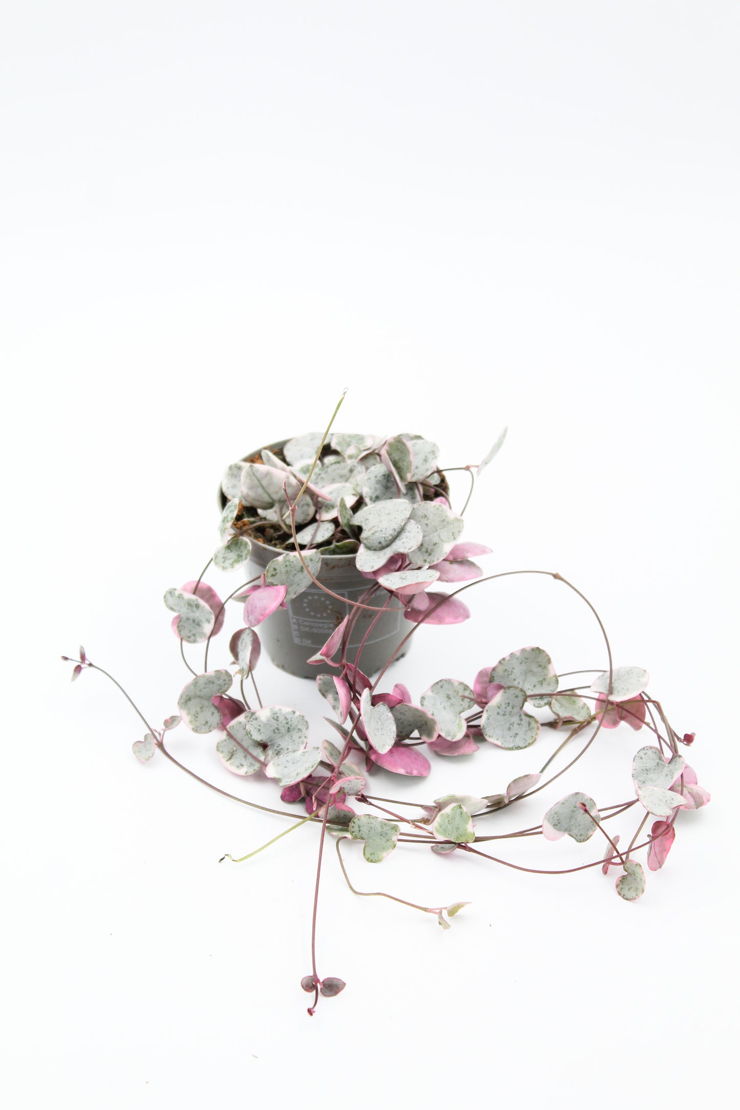 Ceropegia Woodii variegata 'Chinees lantaarn plantje'