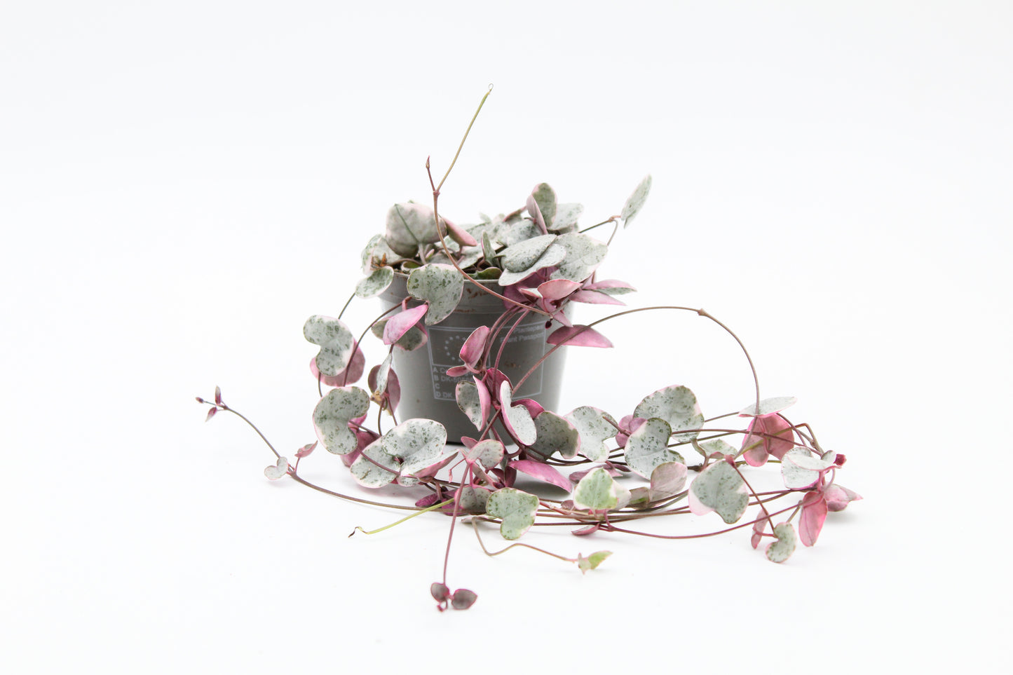 Ceropegia Woodii variegata 'Chinees lantaarn plantje'