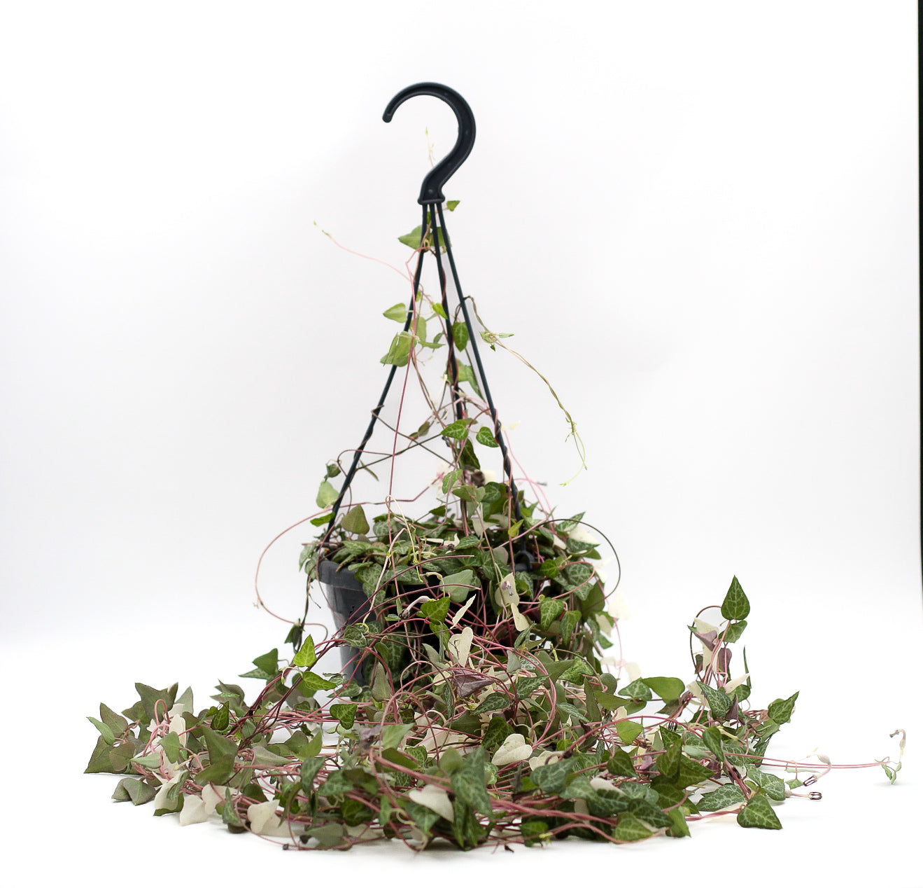 Ceropegia linearis 'Luuk'