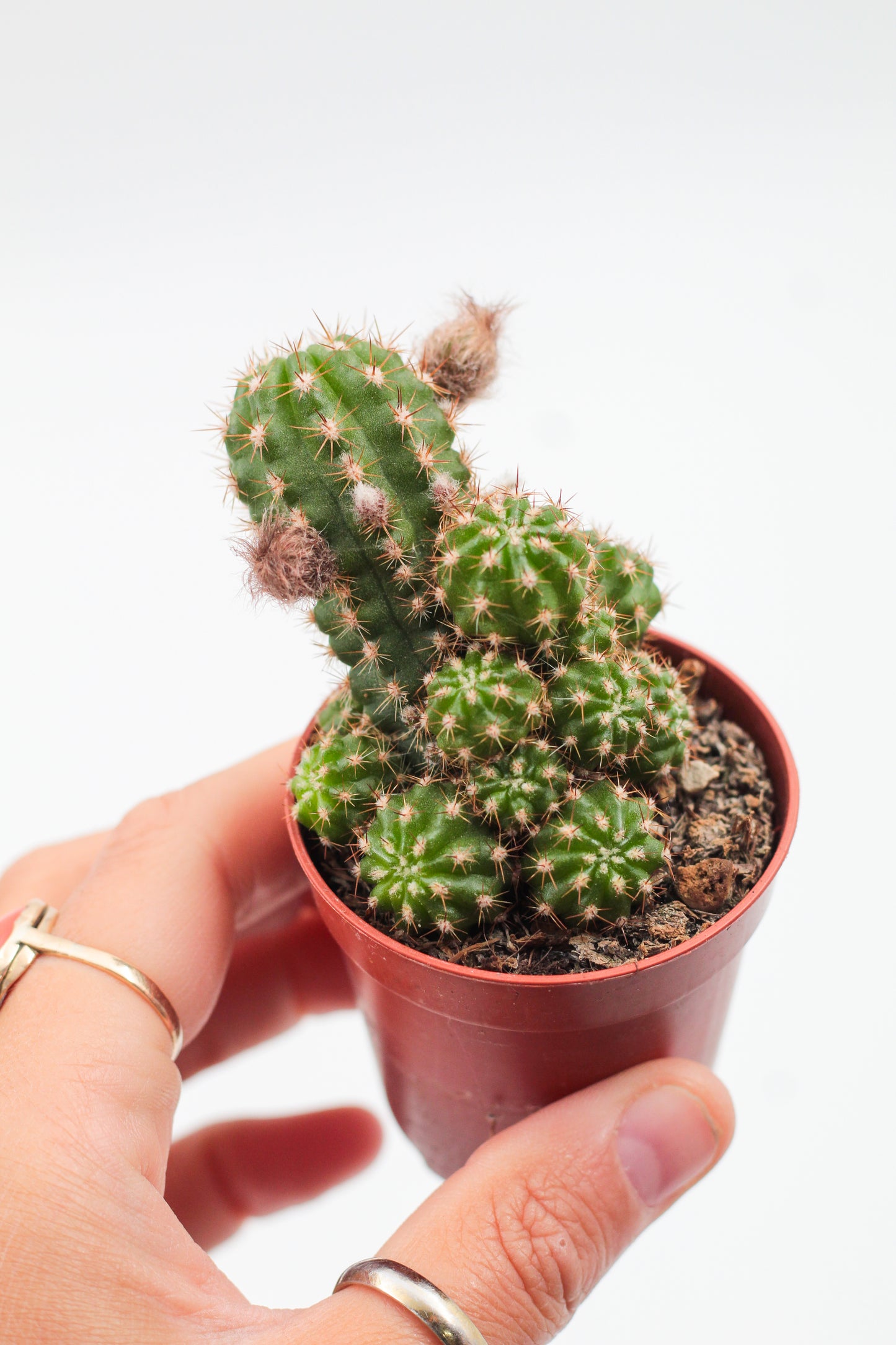 Chamaecereus Ubink Red