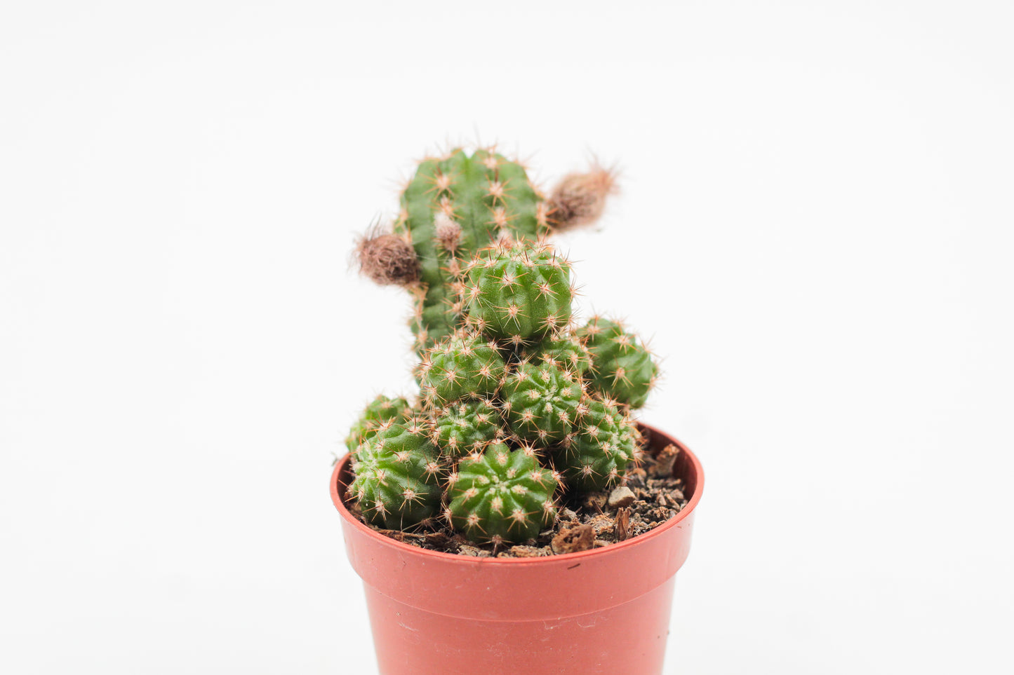 Chamaecereus Ubink Red