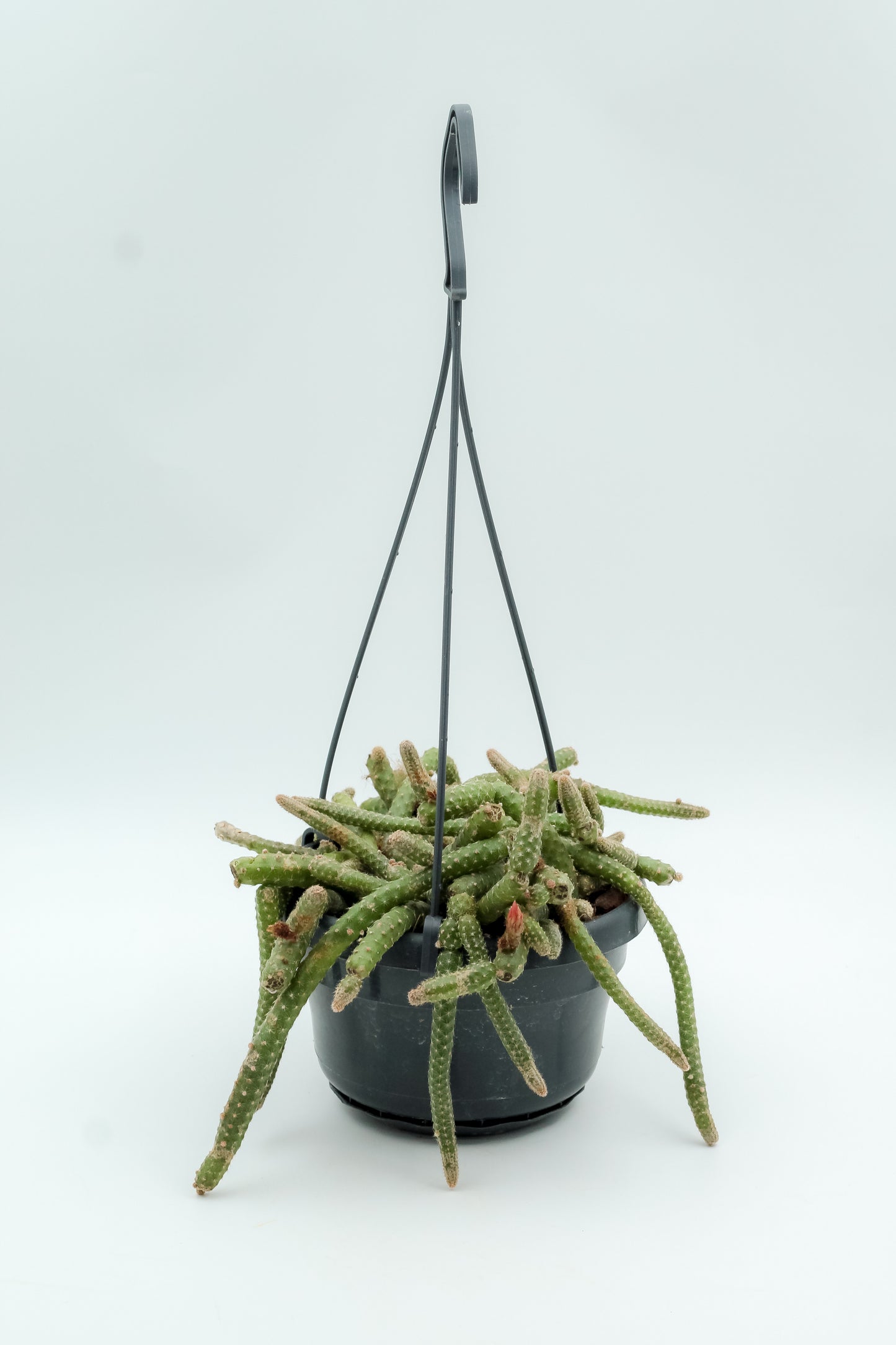 Chamaecereus luisramirezii
