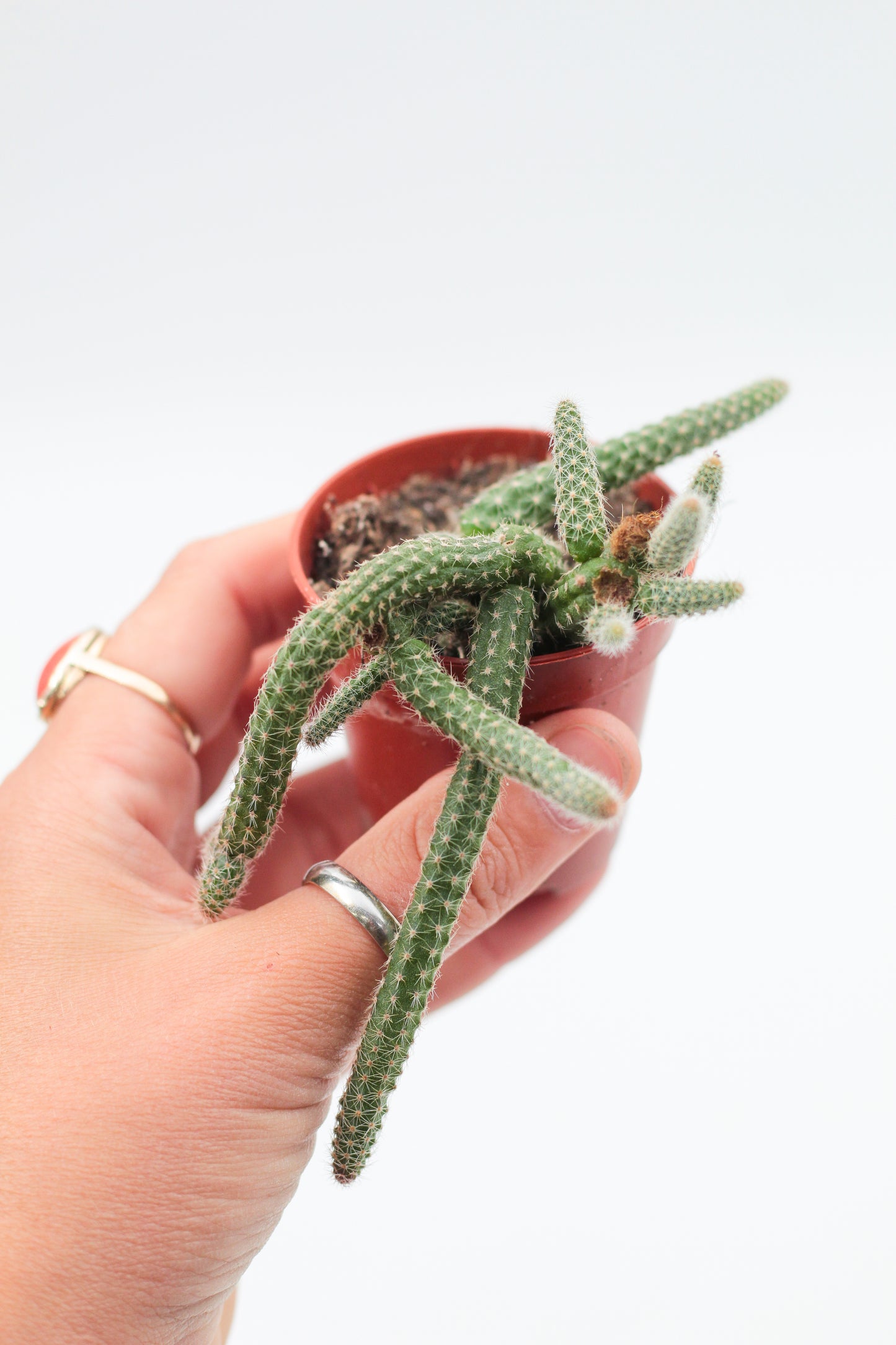 Chamaecereus luisramirezii