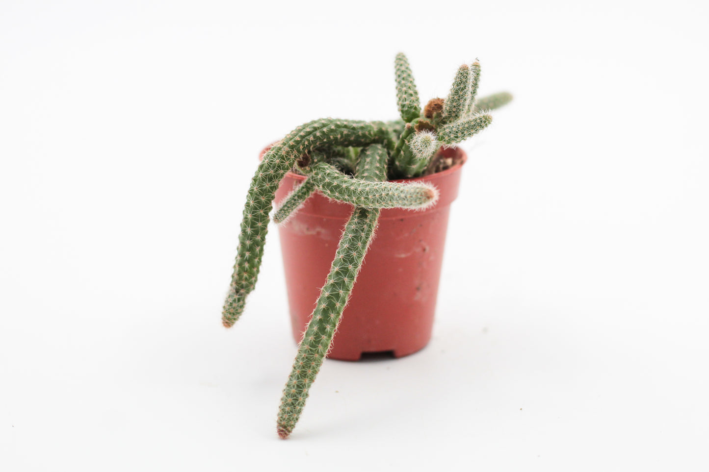 Chamaecereus luisramirezii