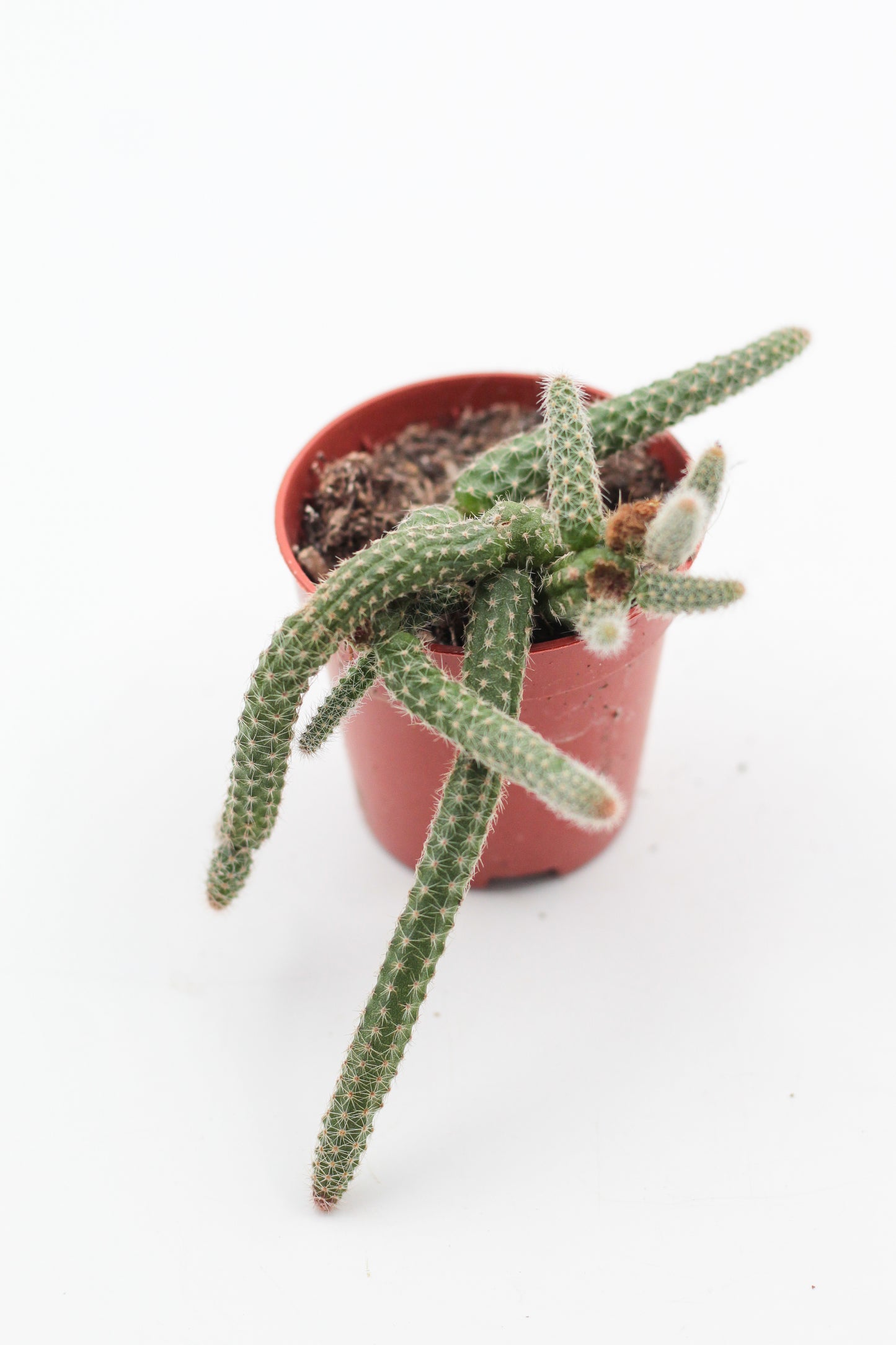 Chamaecereus luisramirezii