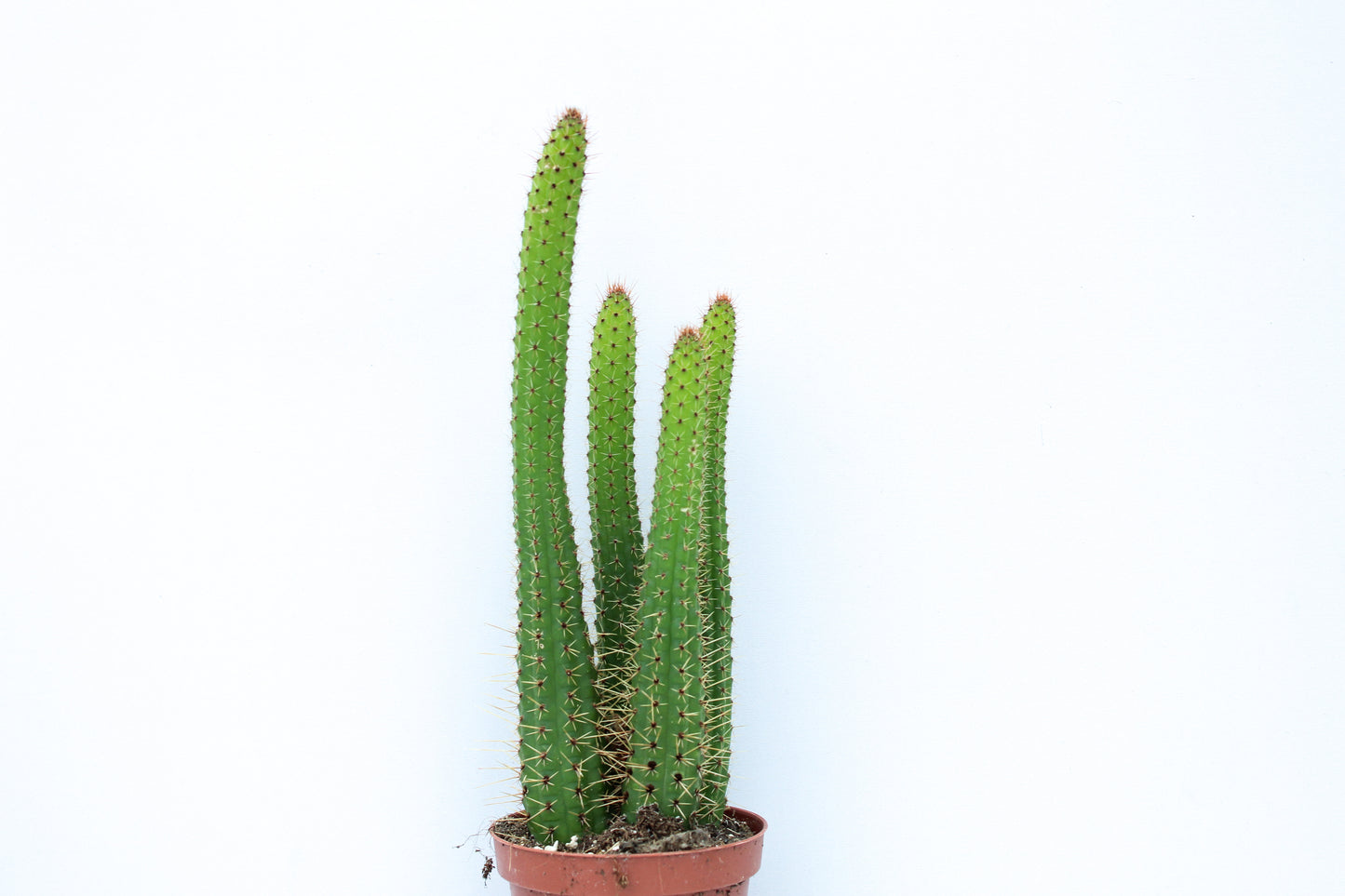 Cleistocactus samaipatanus