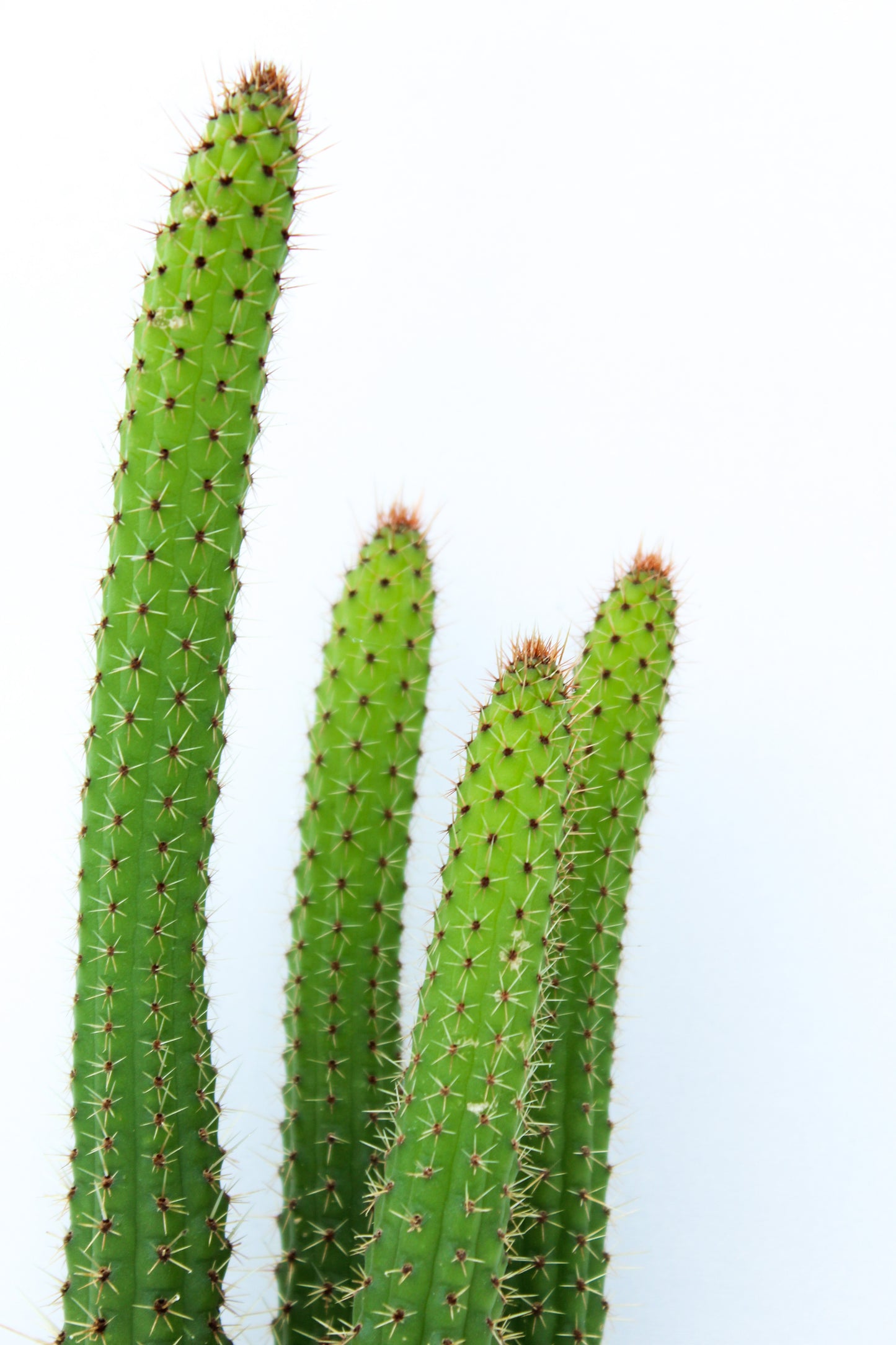 Cleistocactus samaipatanus