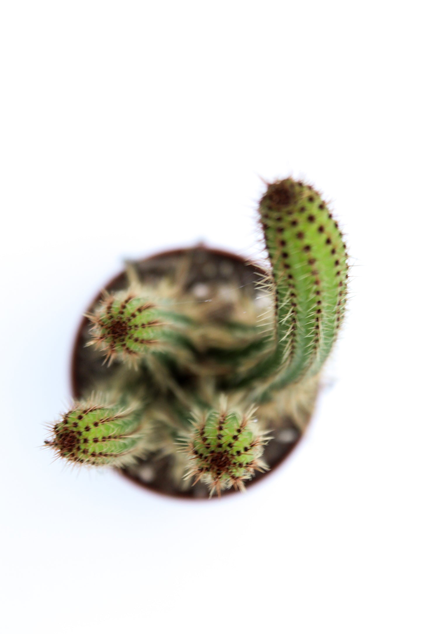 Cleistocactus samaipatanus