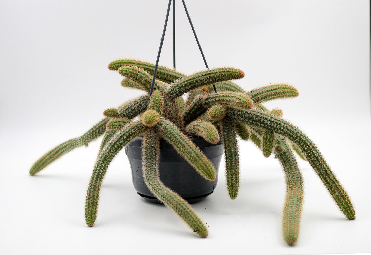 Cleistocactus cv. Helm Nueve