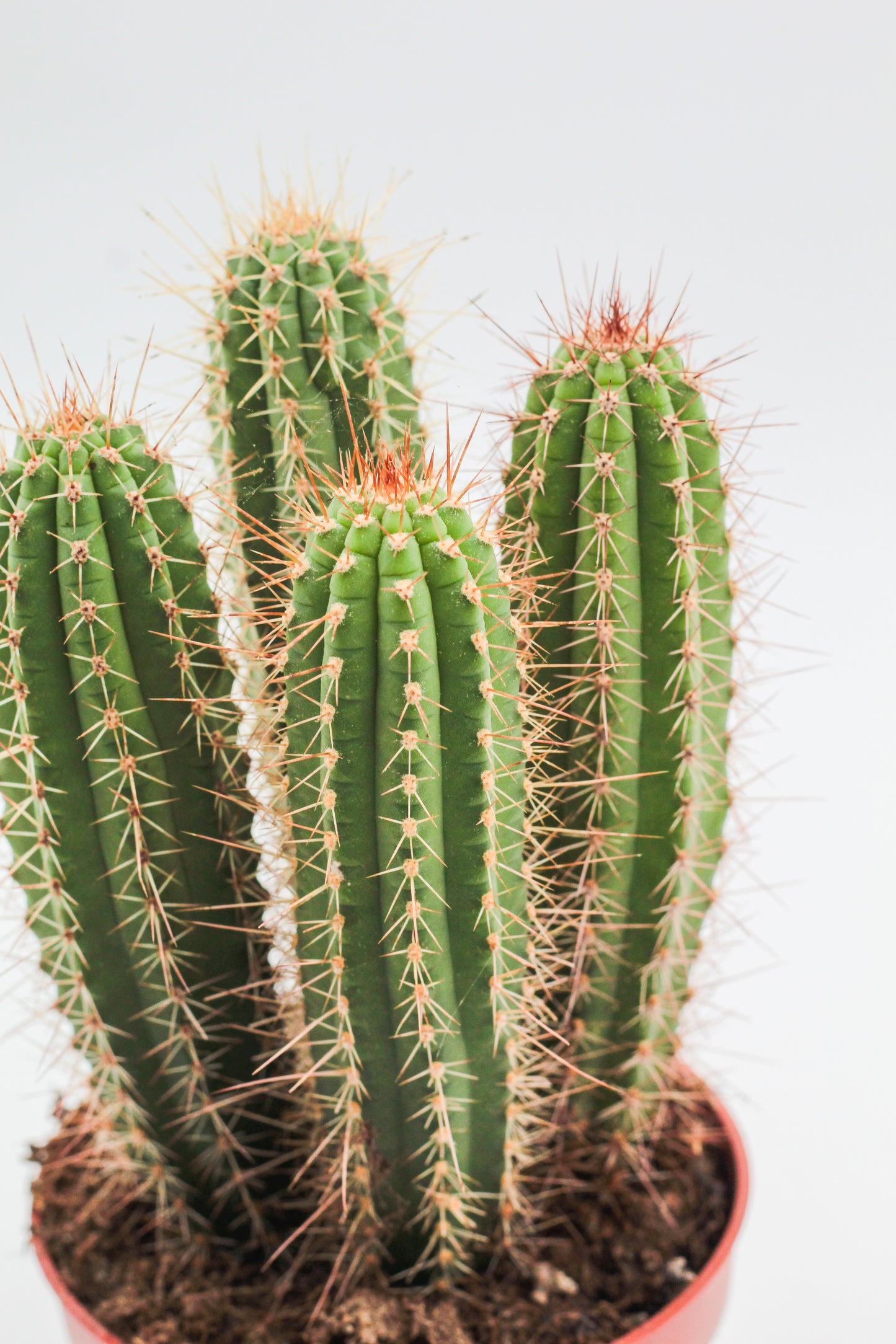Cleistocactus tominensis