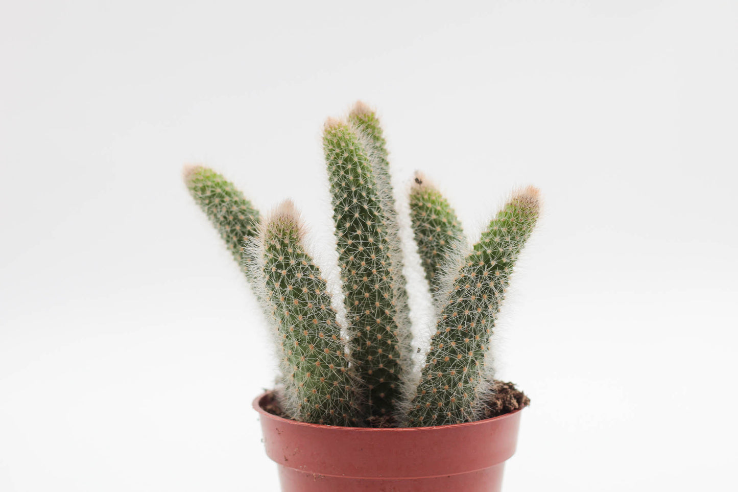 Cleistocactus winteri subs. colademononis "apenstaart cactus"