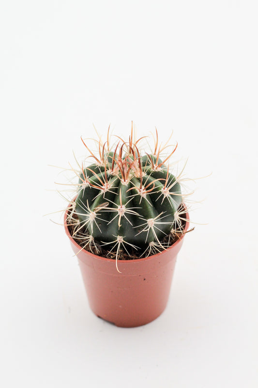 Coleocephalocereus goebelianus