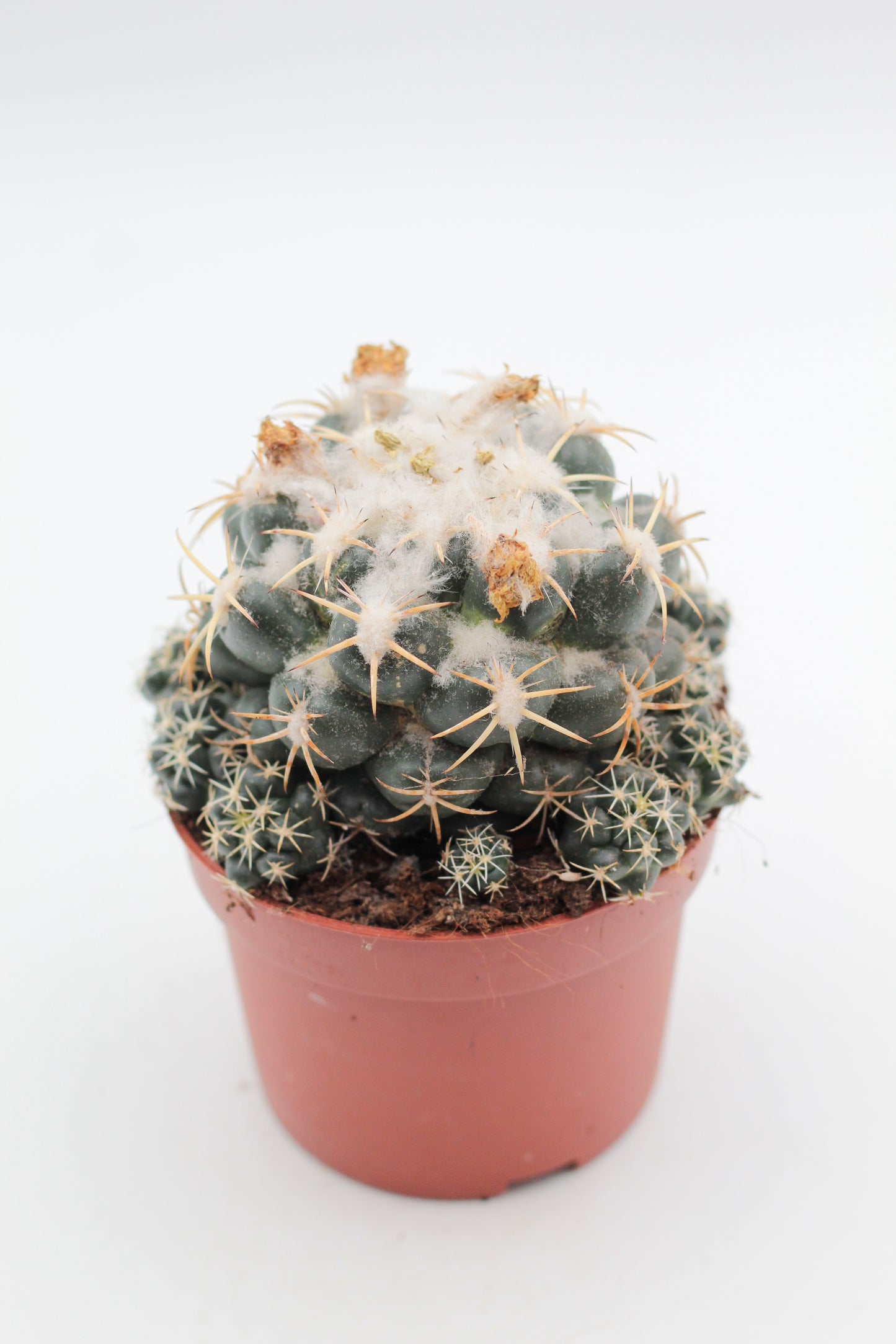 Coryphantha Elephantidens