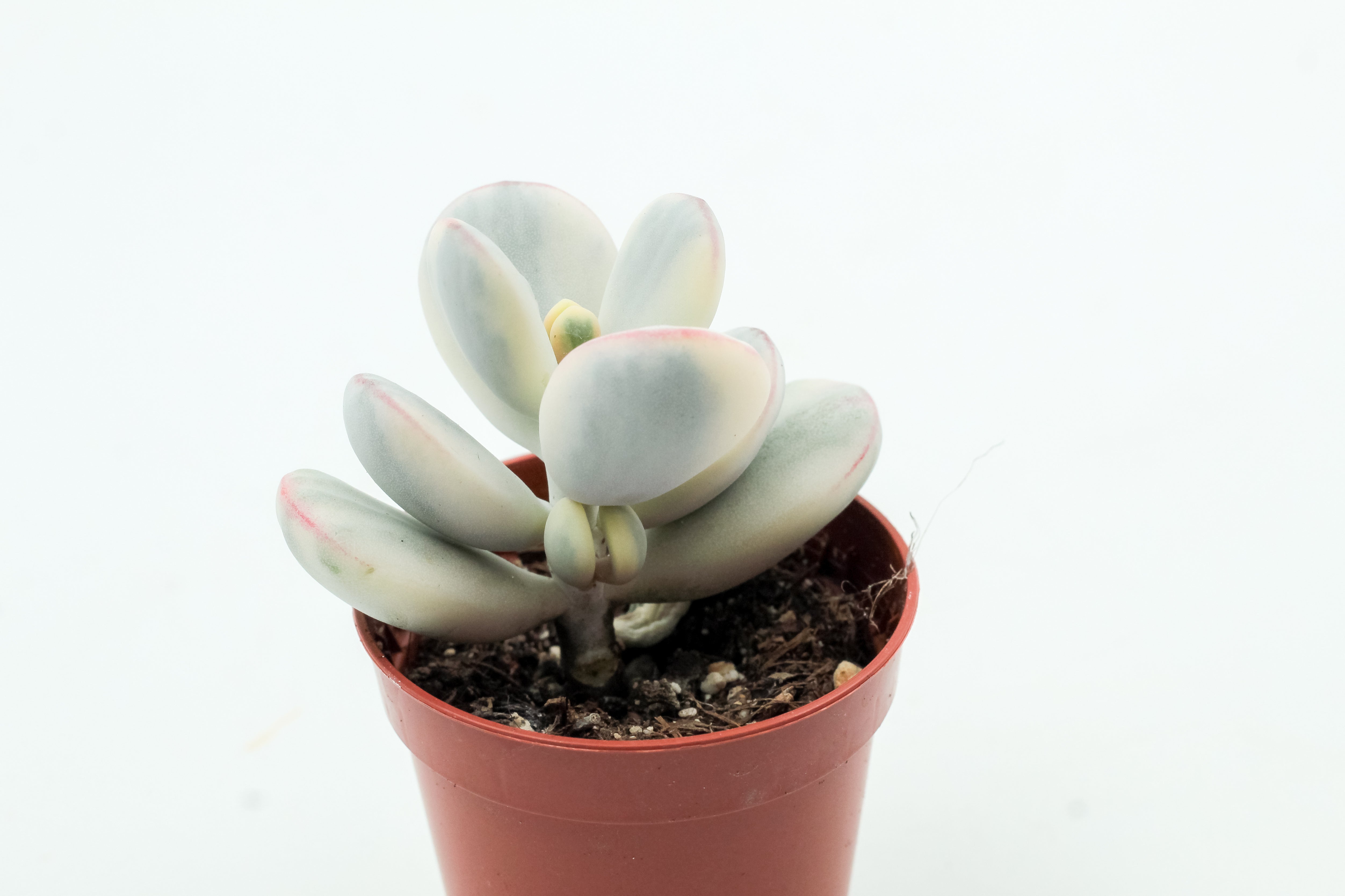 cotyledon variegata Cotyledon orbiculata 'Oophyllum' variegata (Round Leaf Form) –  ikhebeencactus