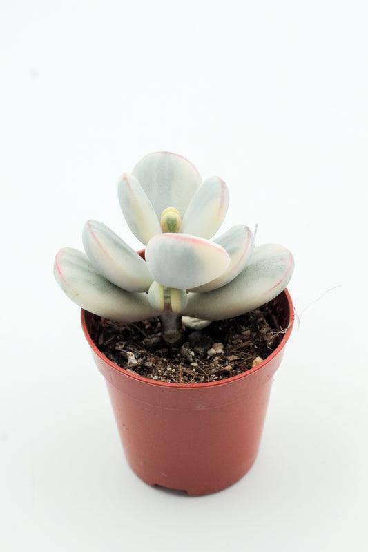 Cotyledon orbiculata 'Oophyllum' variegata (Round Leaf Form)