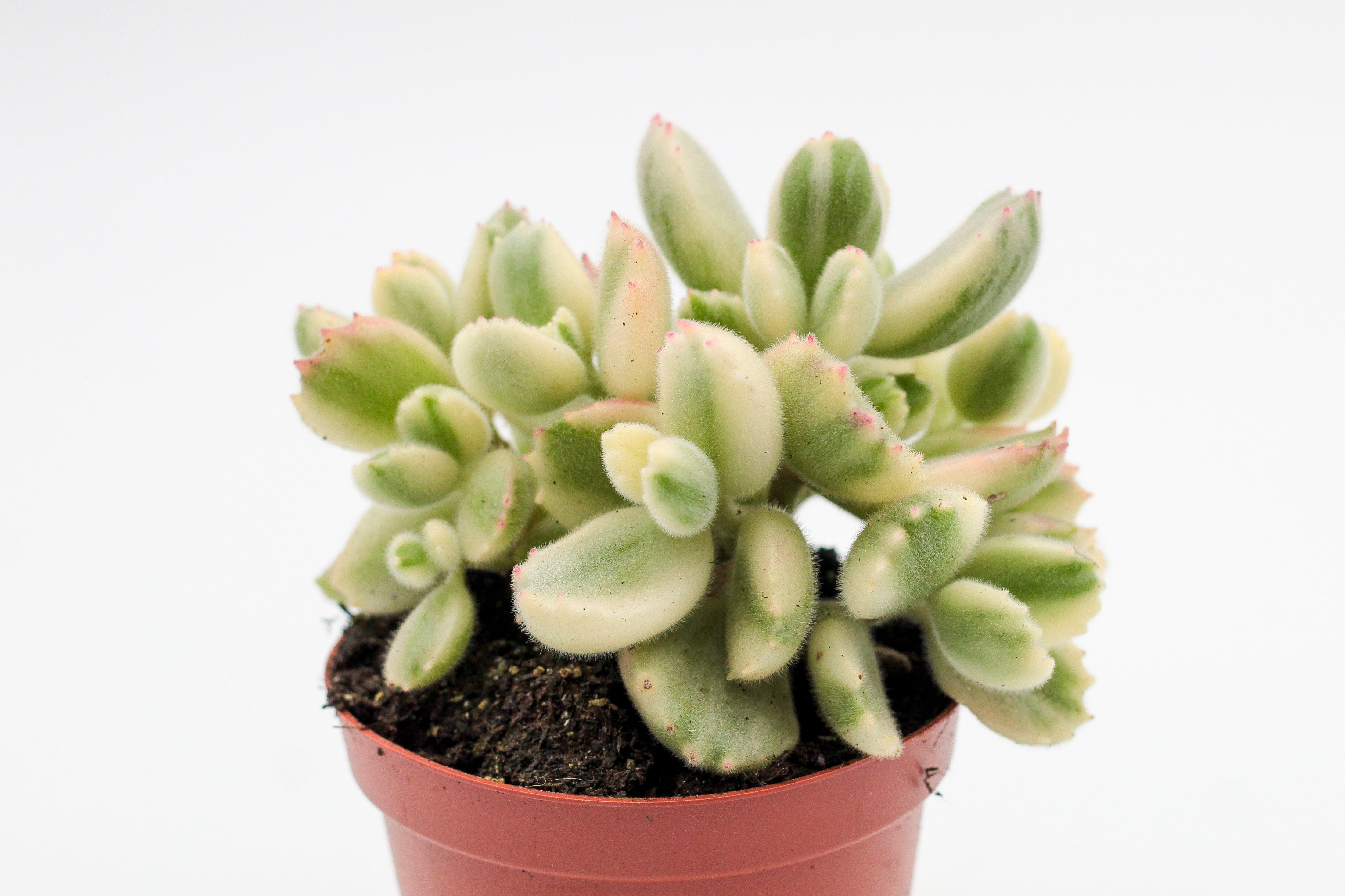 Cotyledon tomentosa ladysmithiensis variegata