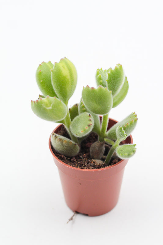 Cotyledon tomentosa ladysmithiensis Green stripes