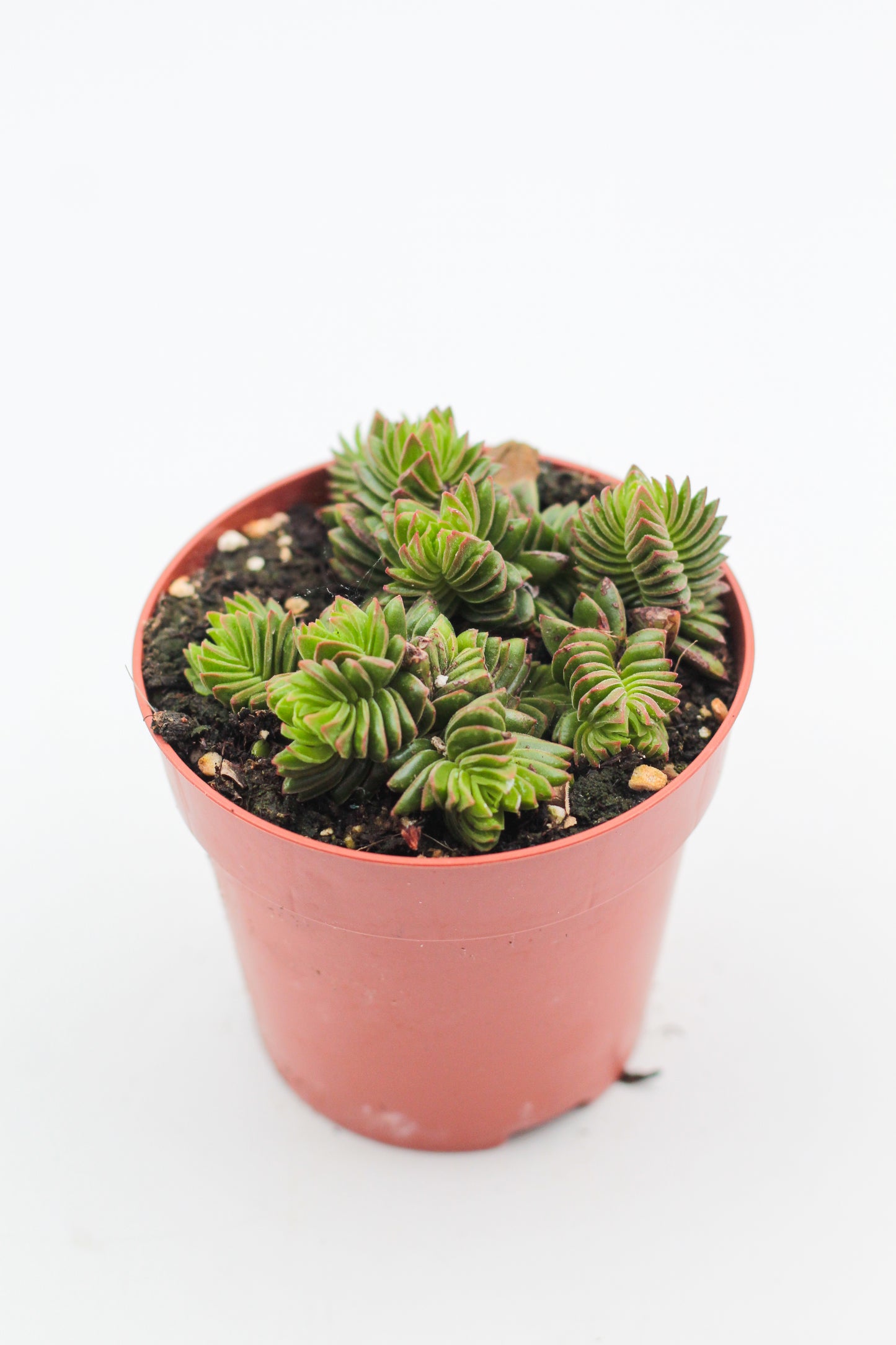 Crassula Buddha Temple new hybrid