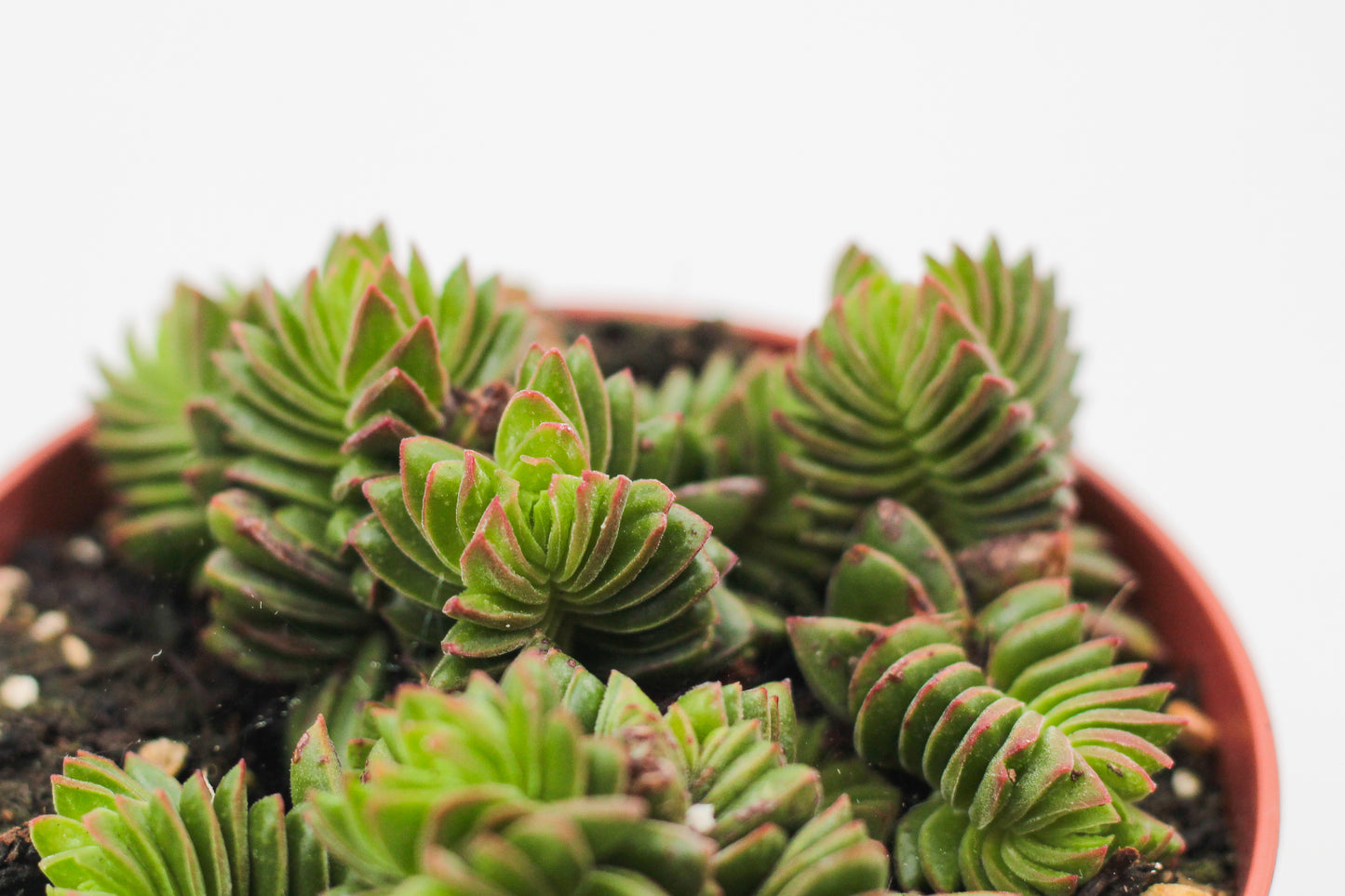Crassula Buddha Temple new hybrid