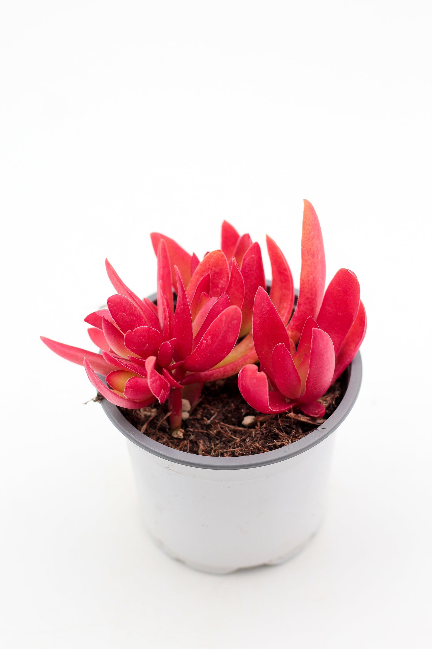 Crassula Capitella Campfire rood