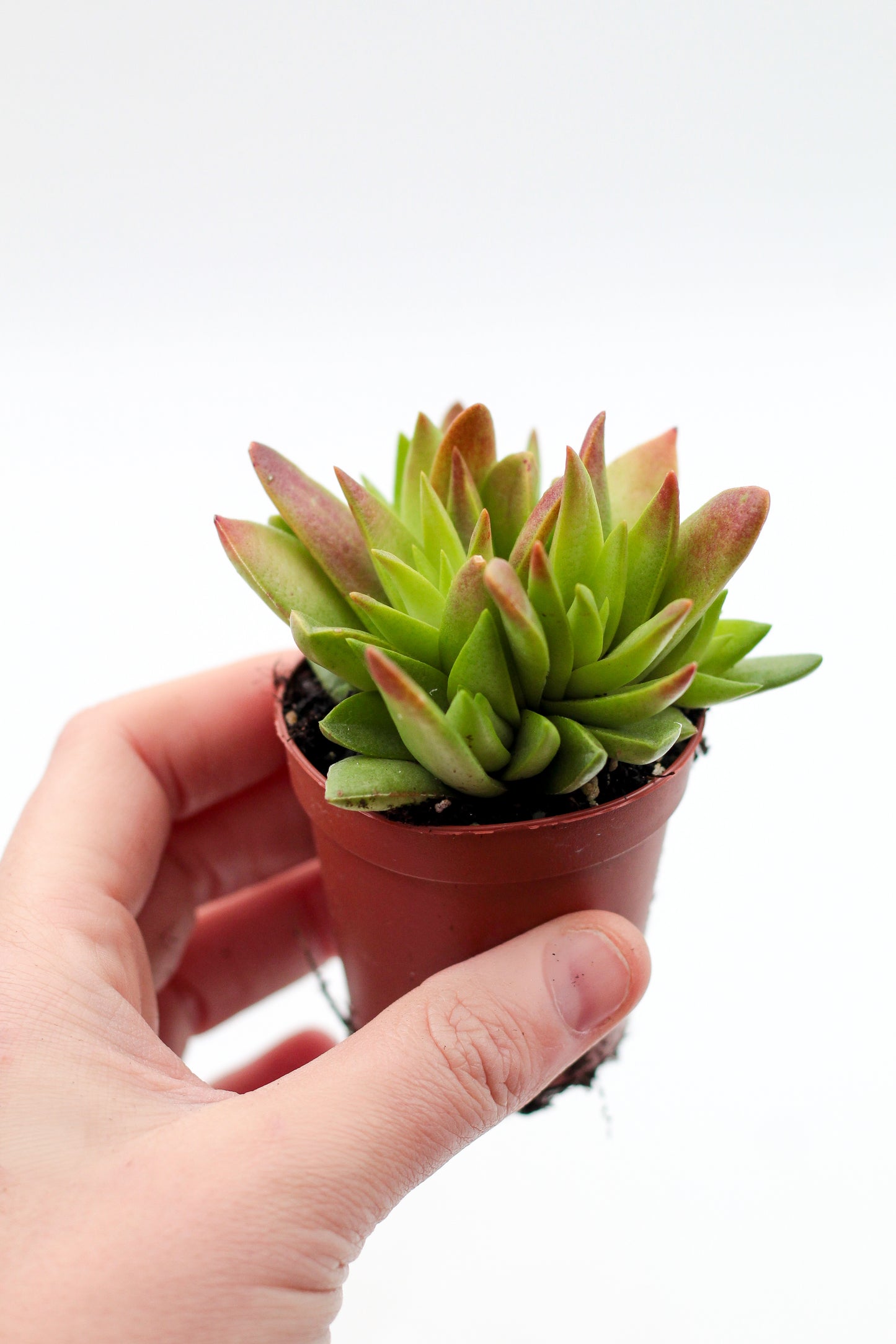 Crassula capitella Red Pagoda