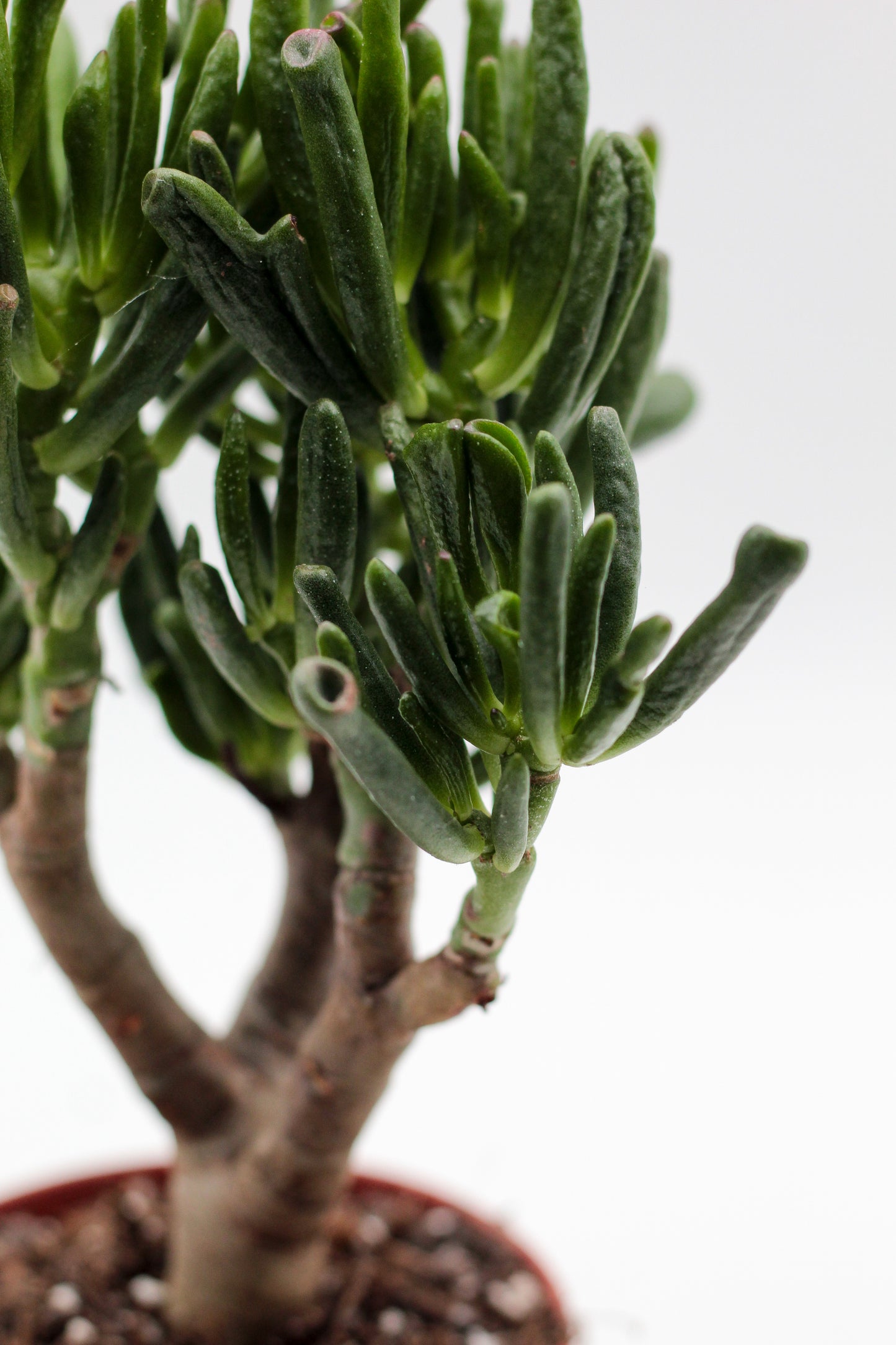 Crassula Hobbit Bonsai