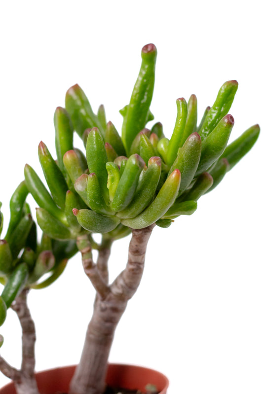 Crassula hobbit Bonsai