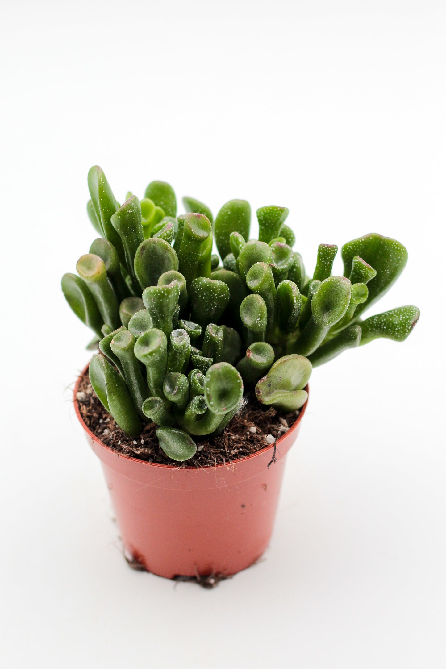 Crassula Hobbit Trompet