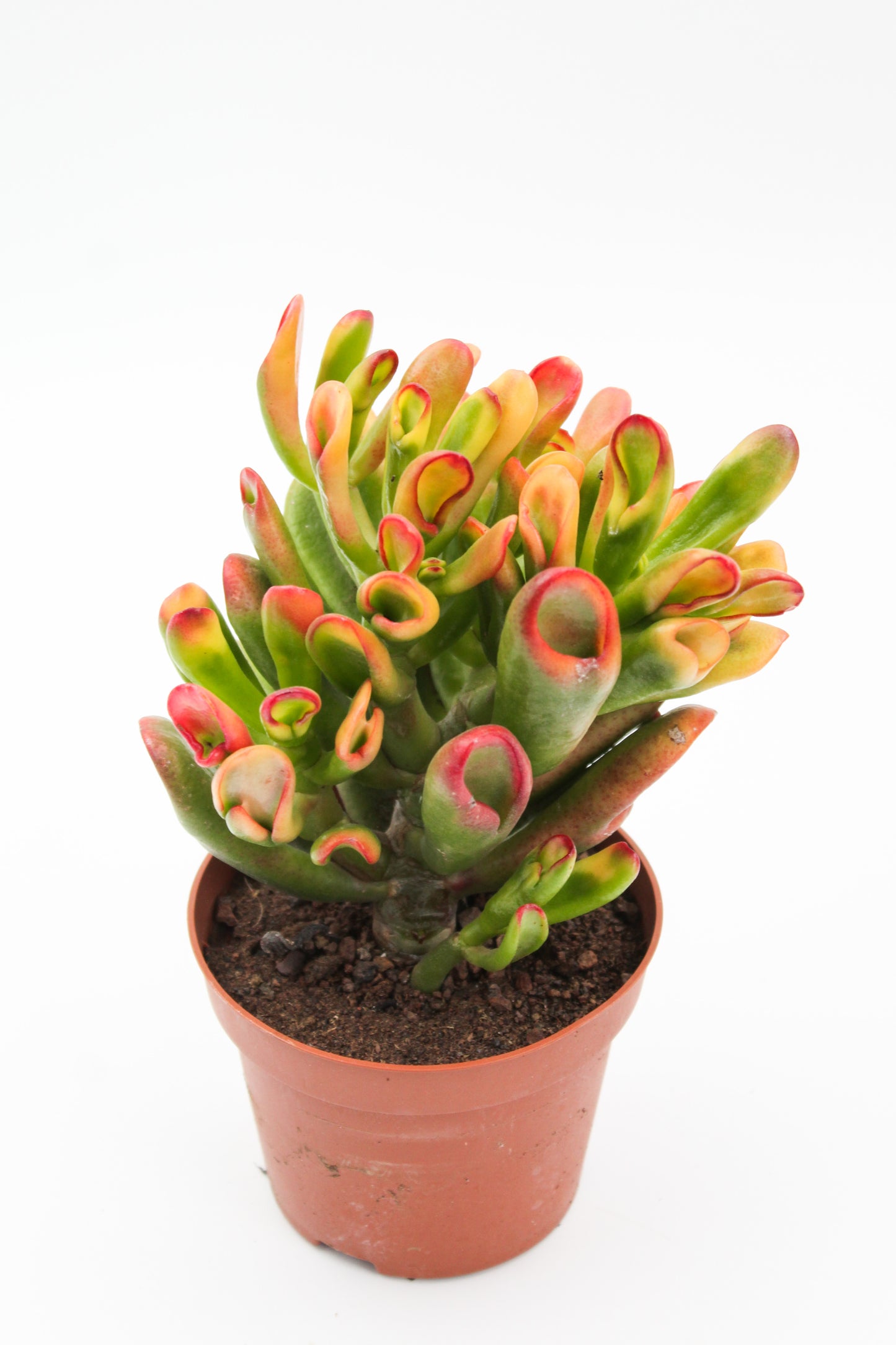 Crassula Hobbit sunset