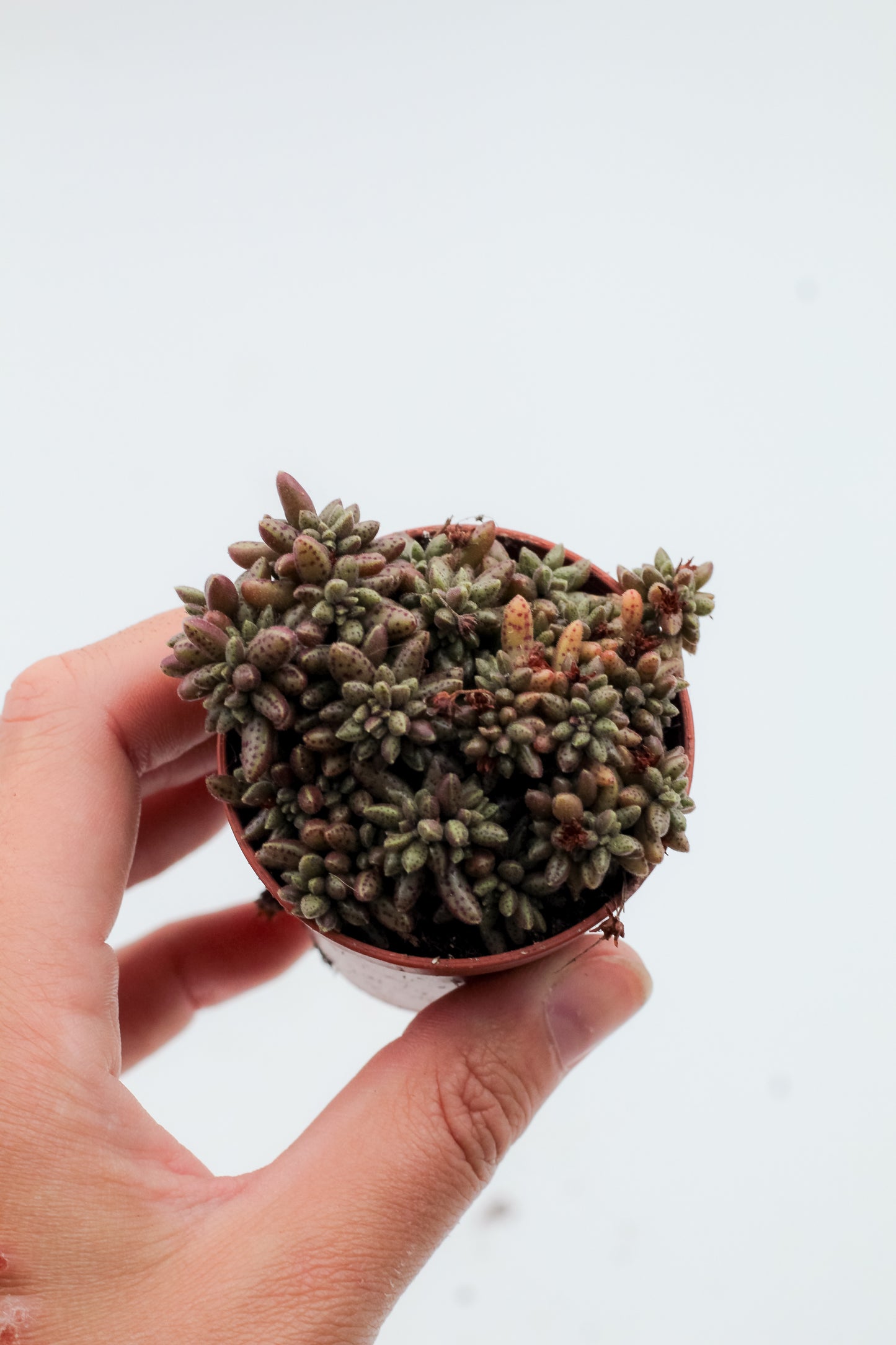 Crassula humbertii