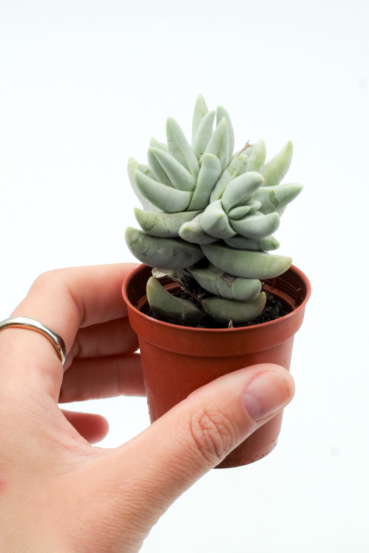 Crassula cornuta