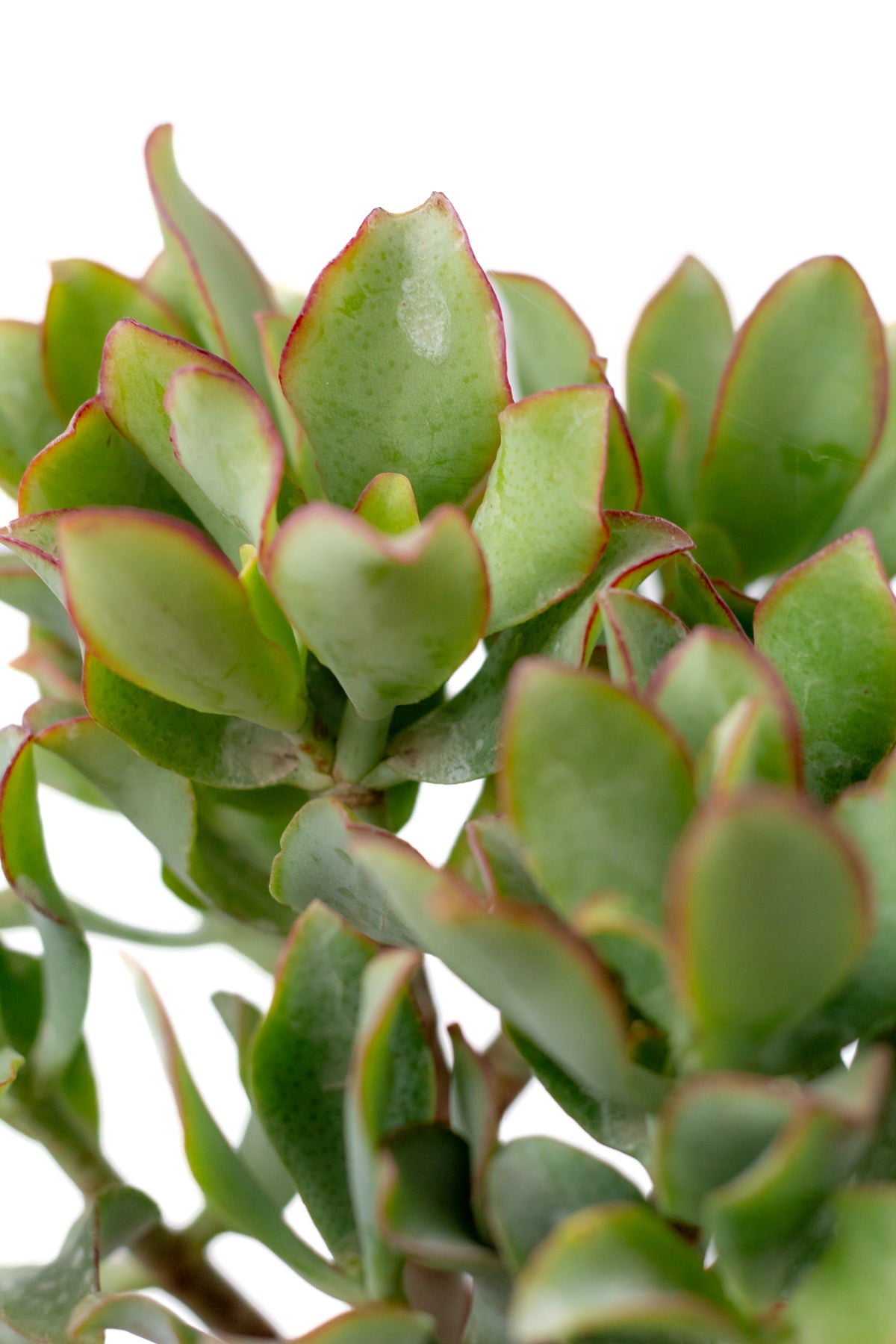 Crassula arborescens subs. undulatifolia