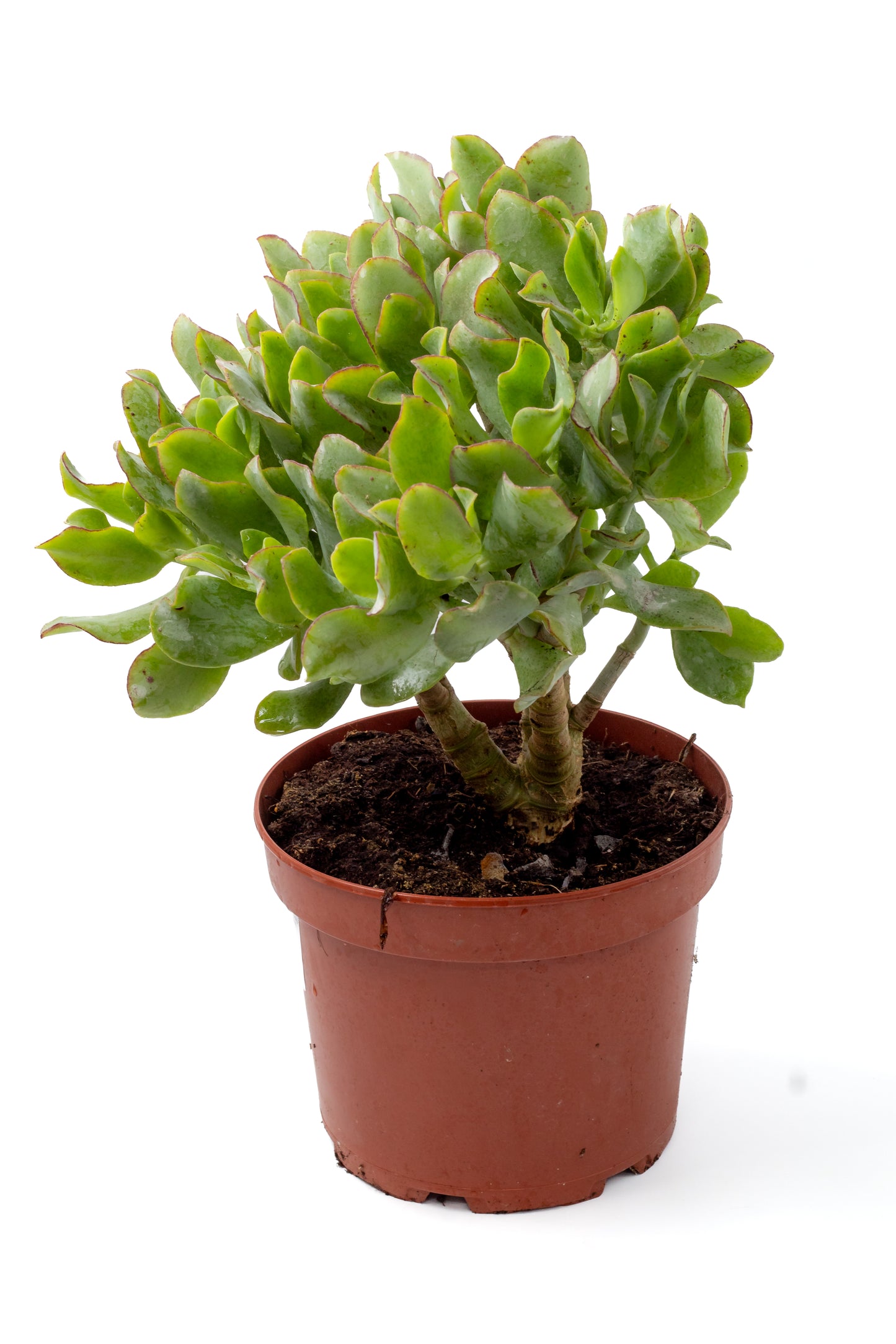 Crassula arborescens subs. undulatifolia