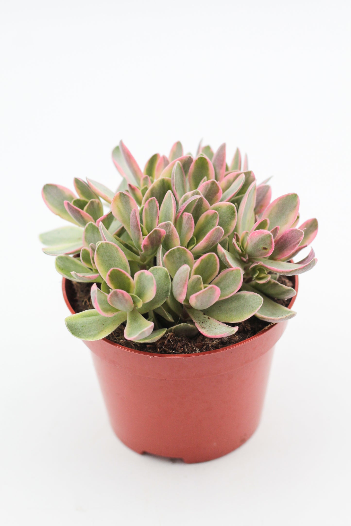 Crassula atropurpurea muirii variegata