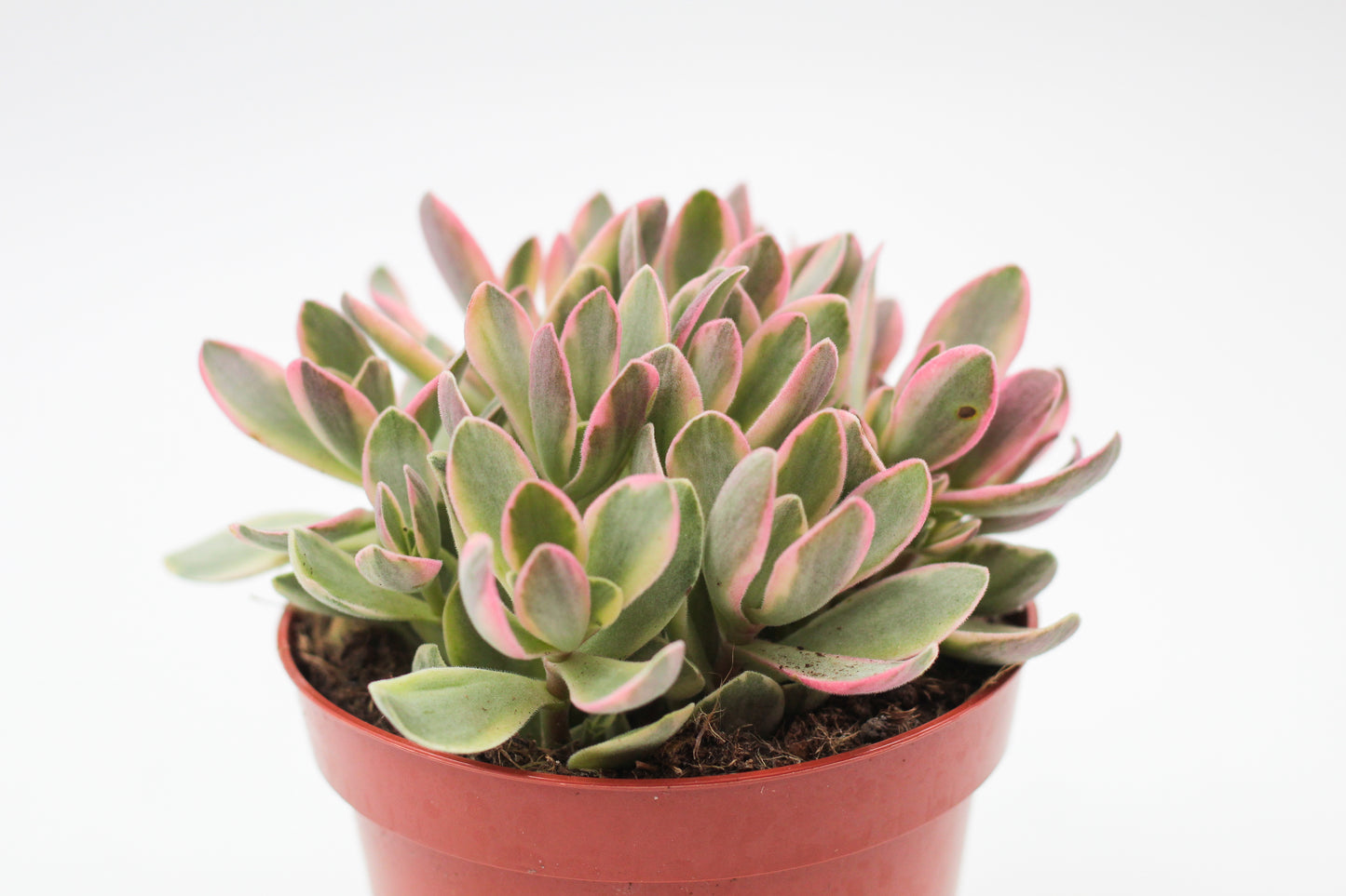 Crassula atropurpurea muirii variegata